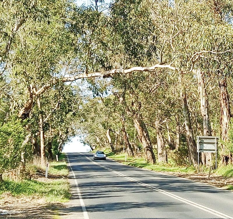 Tree branches are a hazard post image