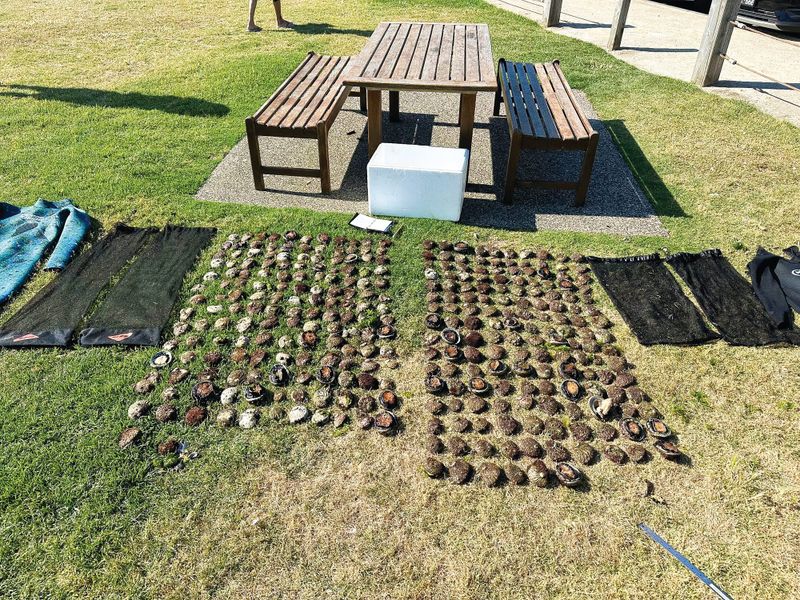 Illegal abalone haul on New Year’s Eve post image