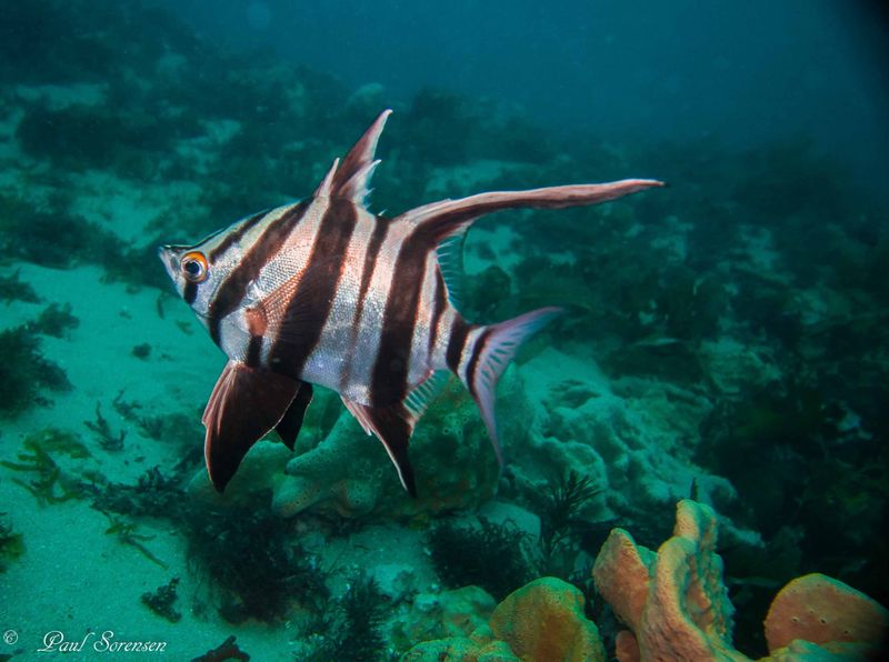 A Marine Mili series: Zebras of the sea post image