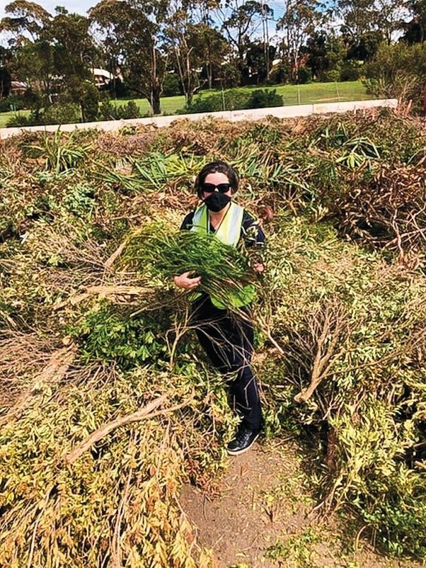 Free green waste disposal post image