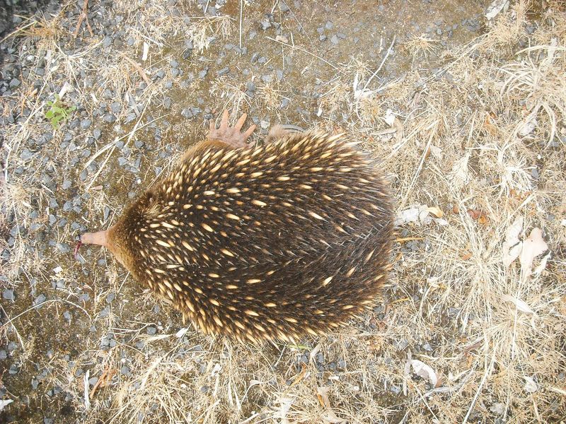 Even echidnas not safe from roadkill post image