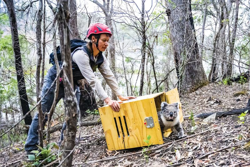 Island bids goodbye to convalescing koalas post image