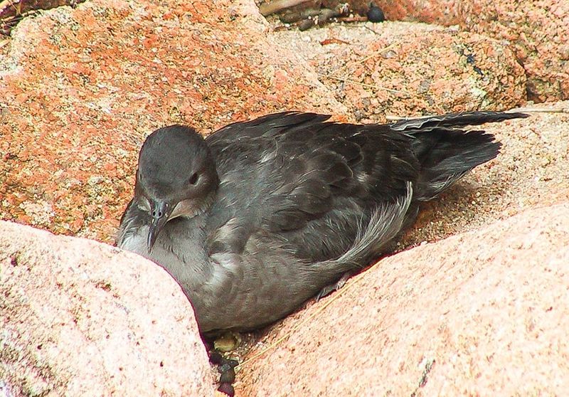Short-tailed shearwaters return to improved habitat post image