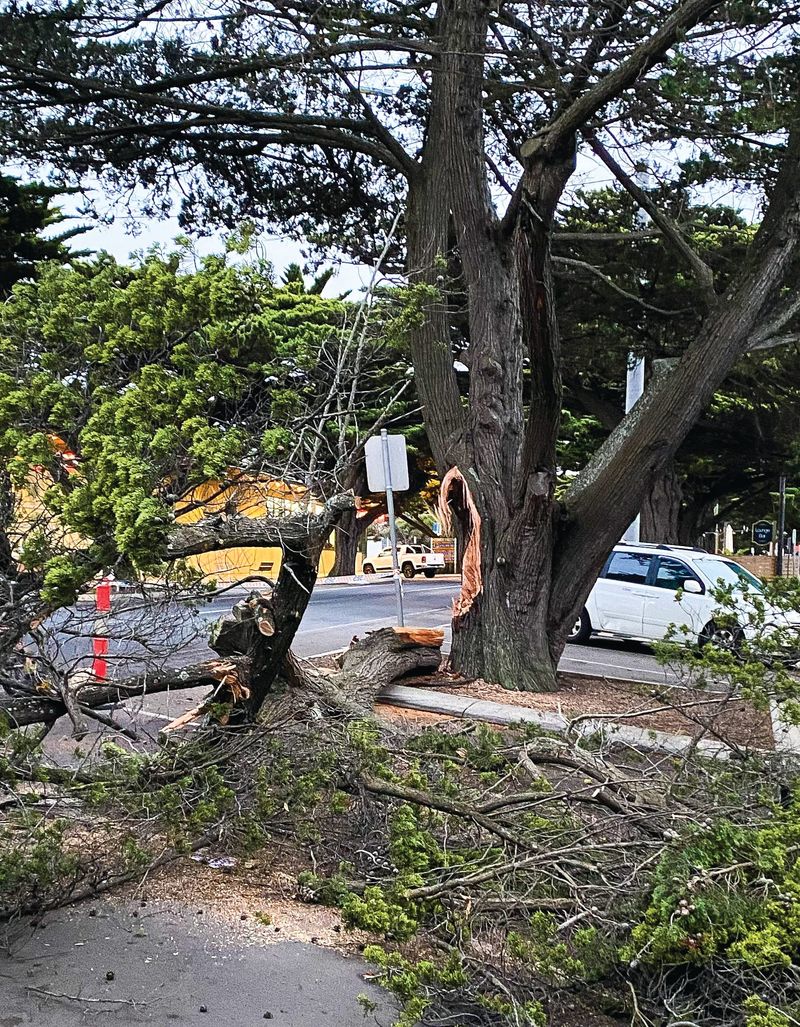 Cypress tree gets a stay of execution post image