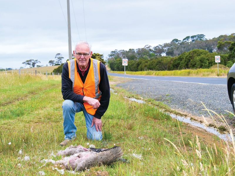 After 1190 roadkills, research concludes post image