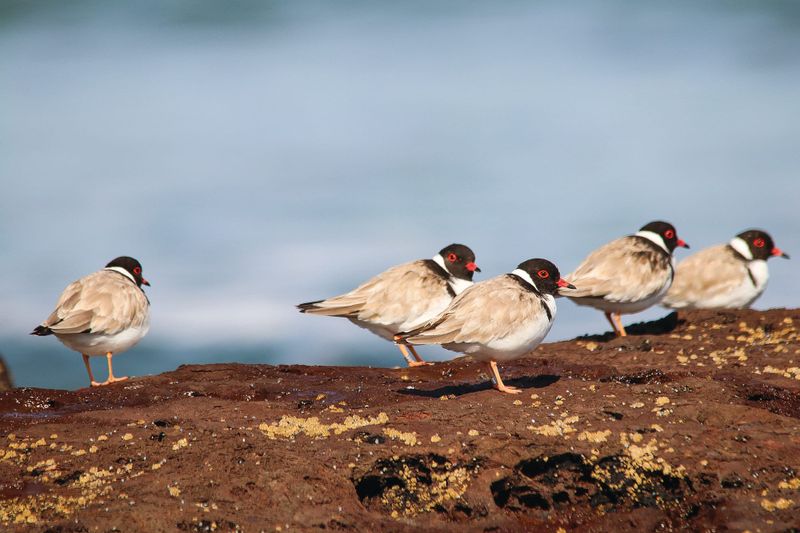 Landcare funding for native species post image