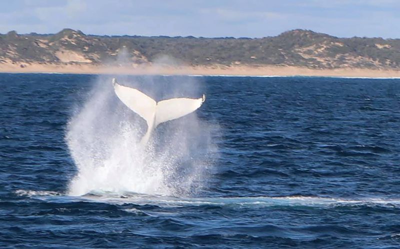 Whale spotting – more than just fun post image