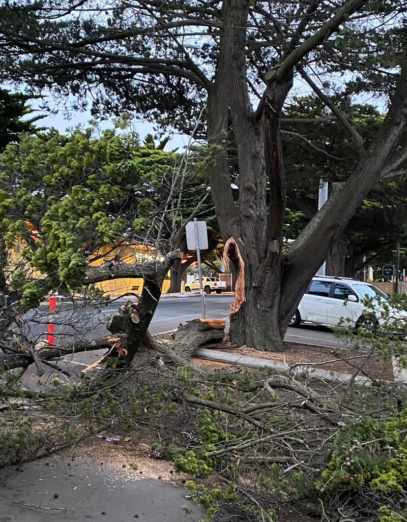Close call with tree limb post image