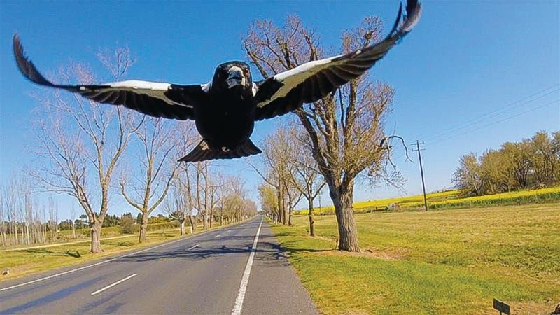 Swooping season is here again, stay alert and stay safe post image