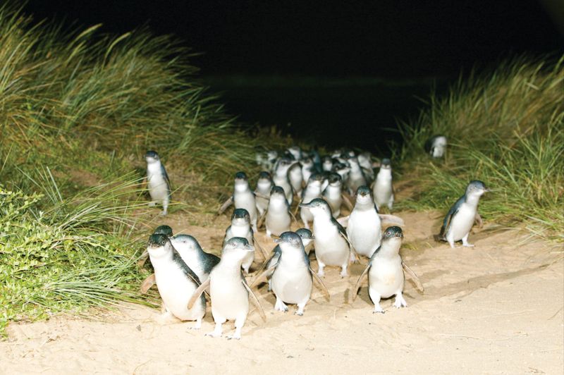Penguins power on! post image