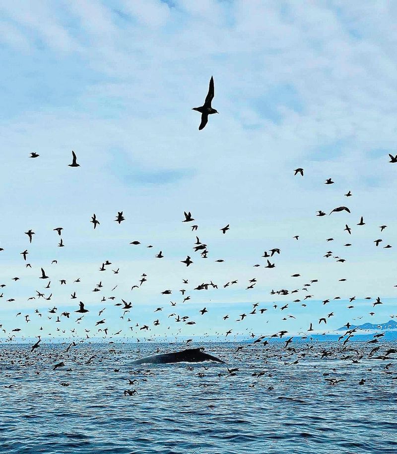 Island birds caught playing with whales in Alaska post image
