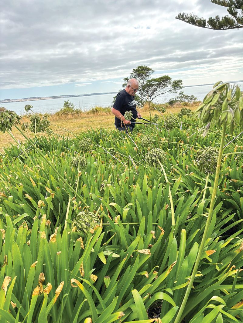 Deadhead your agapanthus post image