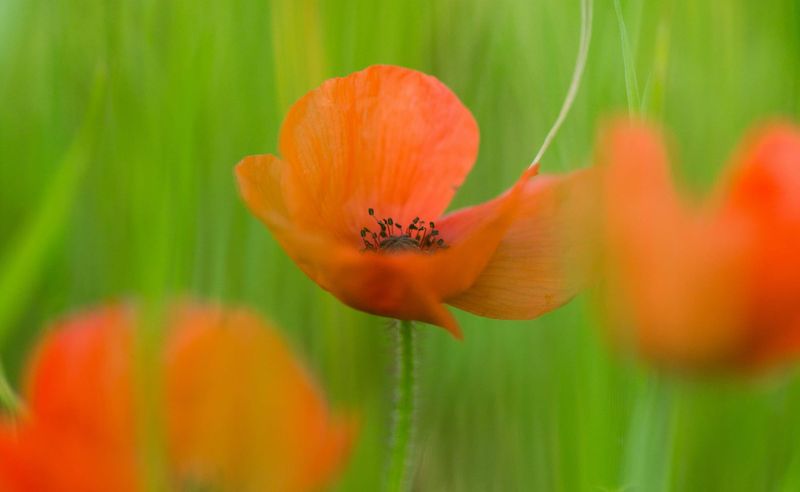 ANZAC Day events - Bass Coast remembers post image