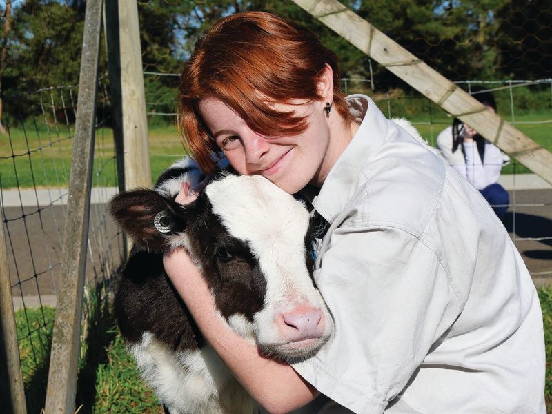Cows creates careers post image