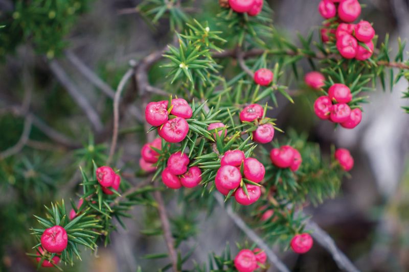 Crusade to save critically endangered crimson berry plant post image