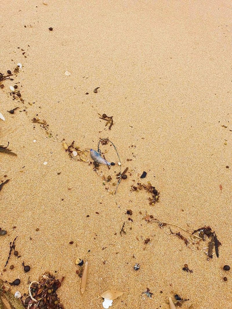 Bluebottle warning for beach goers post image