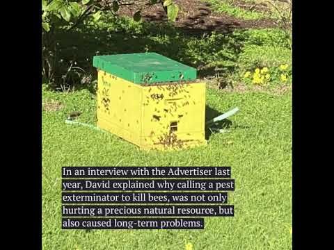 Bees swarm Cape Woolamai home post image