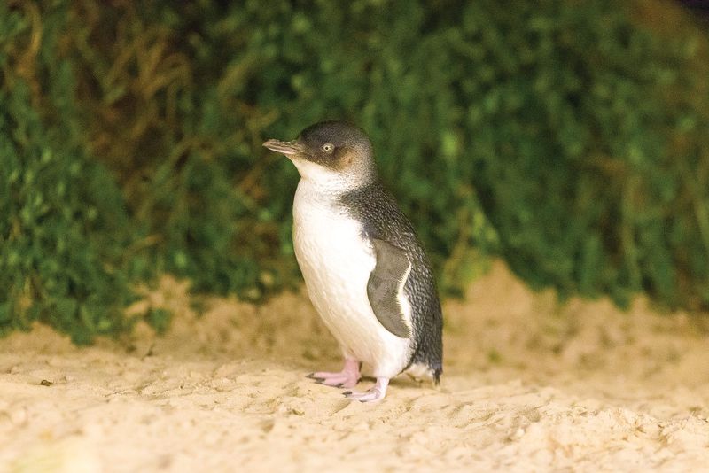 Penguins safe from diesel spill post image