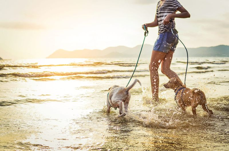 Shire patrolling for dog breaches post image