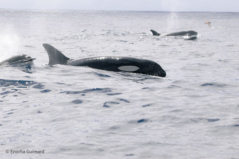 A Marine Mili series: The largest dolphin post image