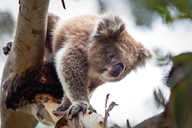Get counting those koalas post image