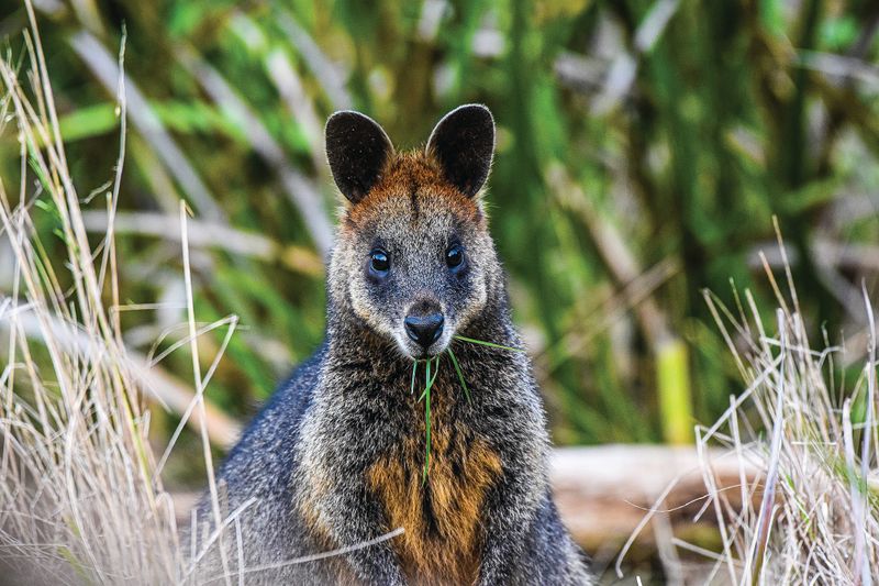 Wildlife plan: the numbers post image