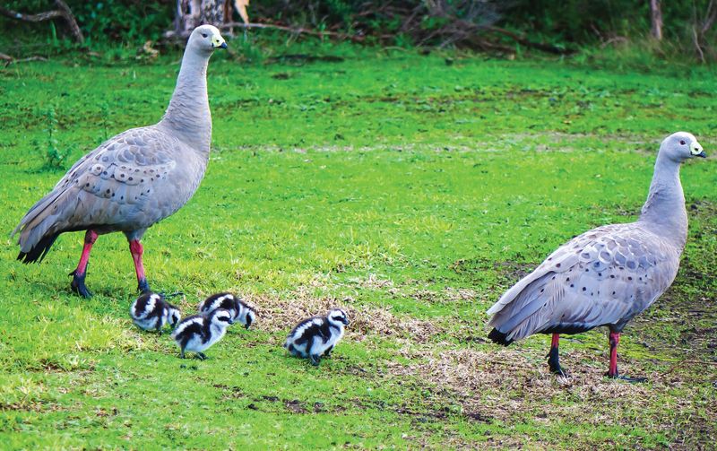 Goose plan imminent post image