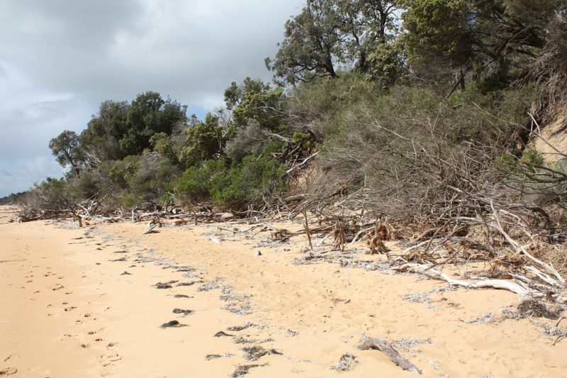 Silverleaves inundation prevented post image