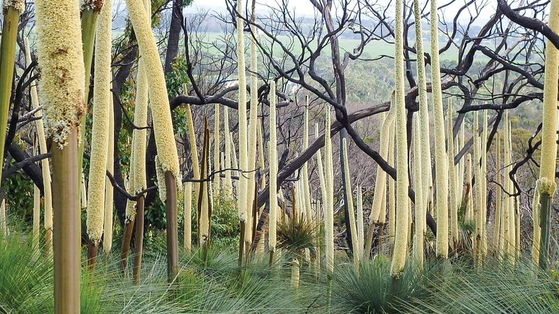 Miner to be investigated after “ancient” forest uprooted post image