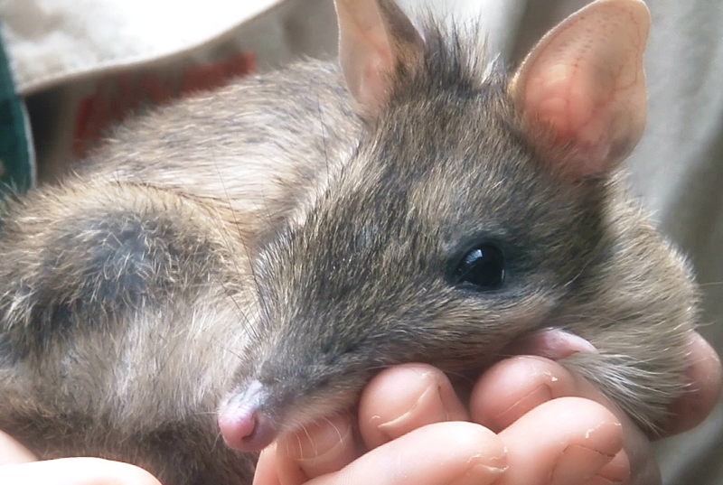More funding for island’s bandicoot project post image