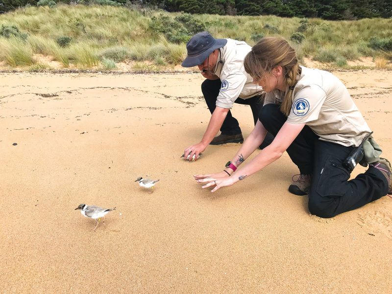 Protecting hooded plover population post image