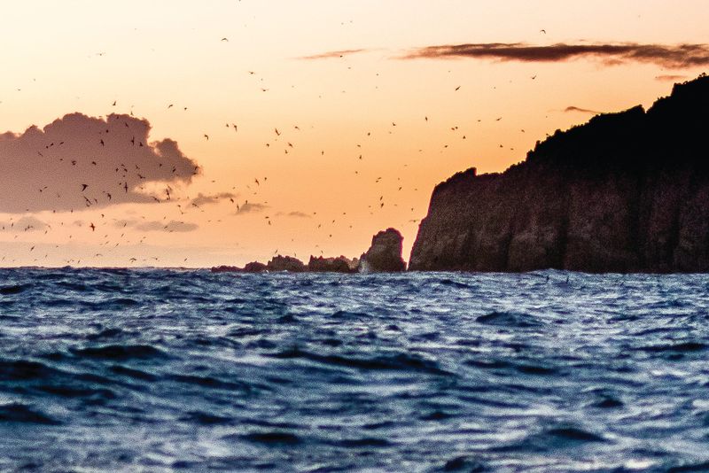 Shearwaters get reported post image