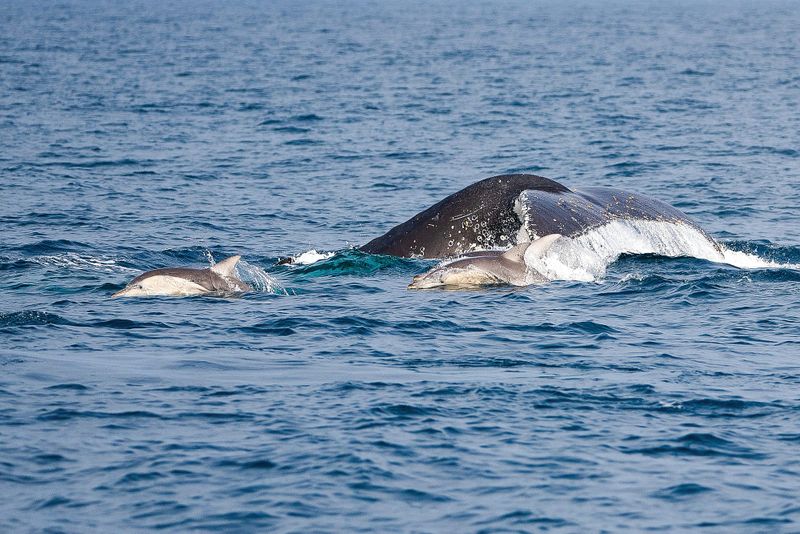 What a Whaley big success! post image