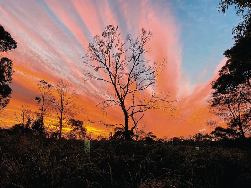 Mass gum dieback across island post image