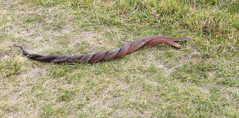 A slithery snarl of snakes post image