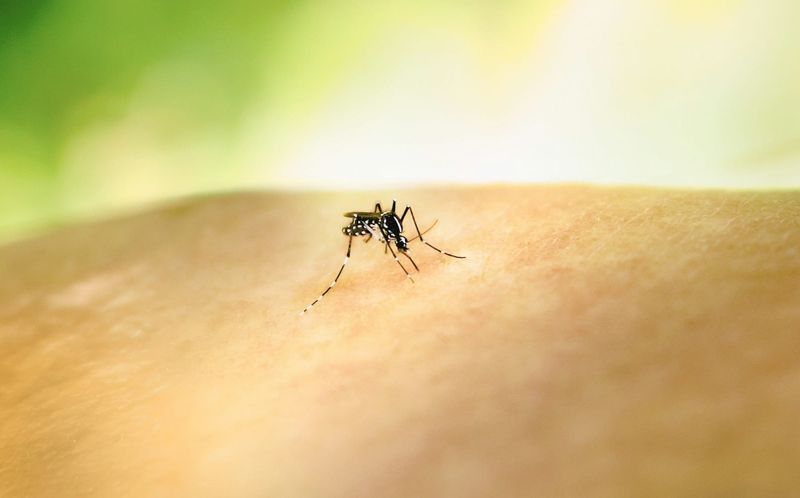 Mozzie season is back post image