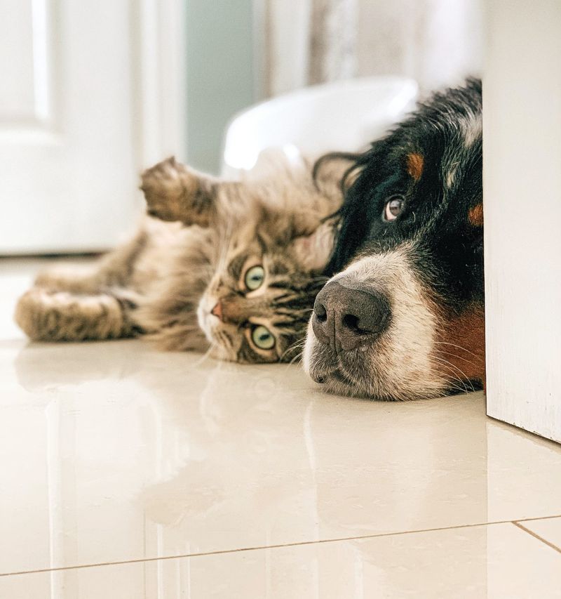 Helping your pet cope this storm and firework season post image