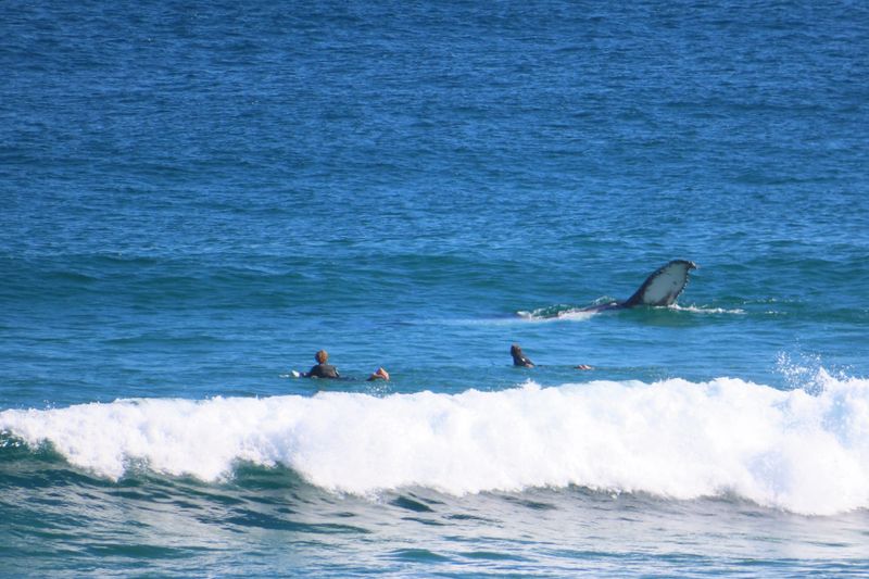 From Wales to whales post image