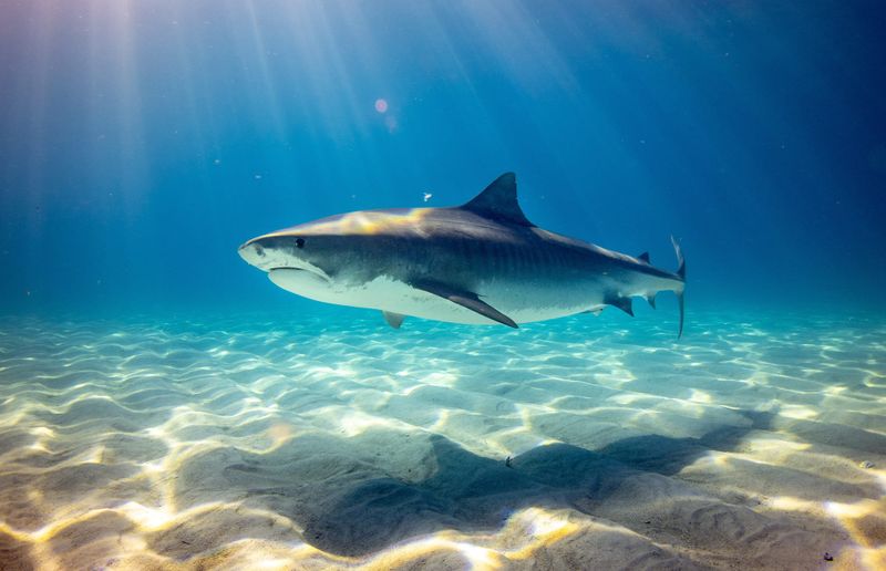 Shark sightings continue post image