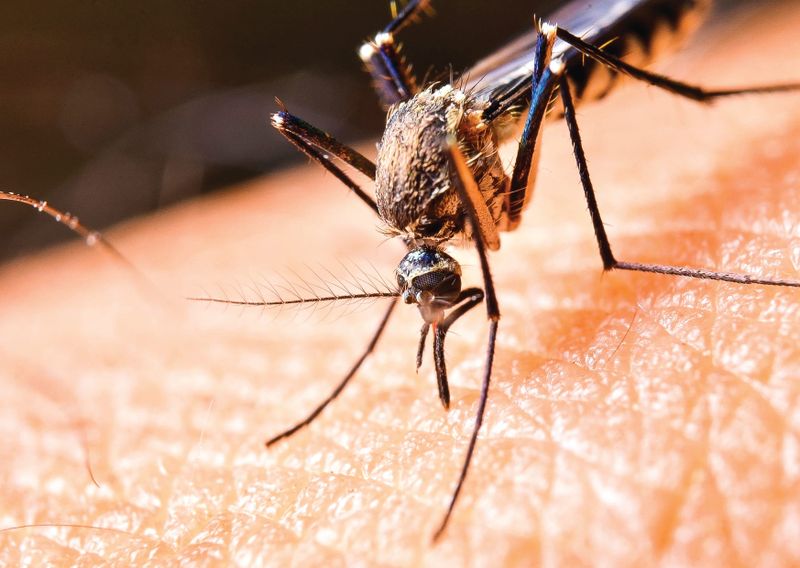 Mosquito warning upgraded post image