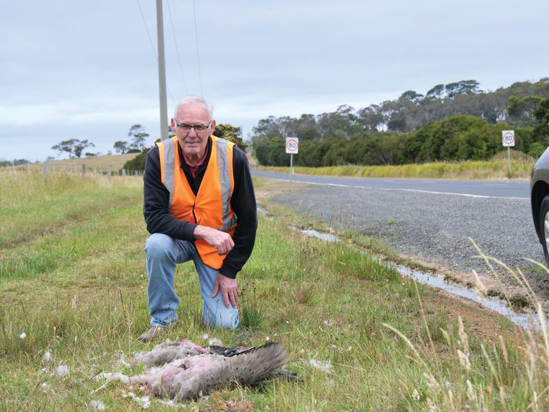 Calls for greater protection of wildlife post image