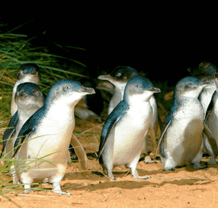 Phillip Island Penguin Parade post image