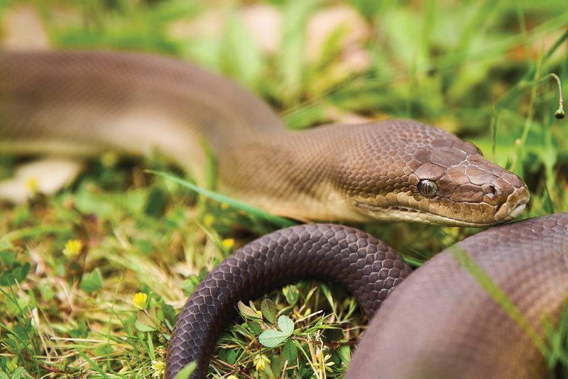 Slithering into snake season post image