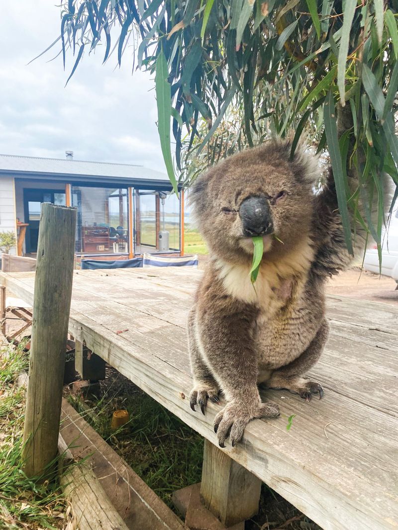 French Island faces koala overpopulation post image