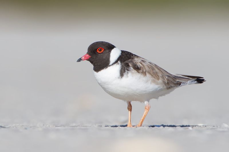 Hooded Plover Conservation Dinner post image