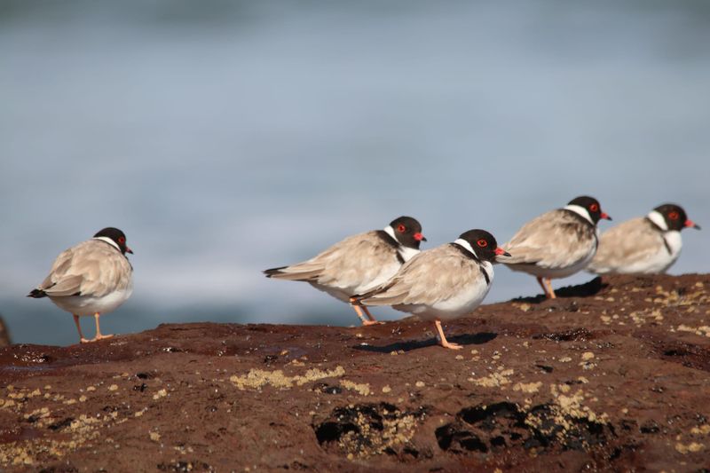 Hooded Plovers information session post image