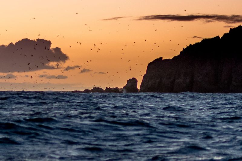 Report all sick or dead bird sightings post image