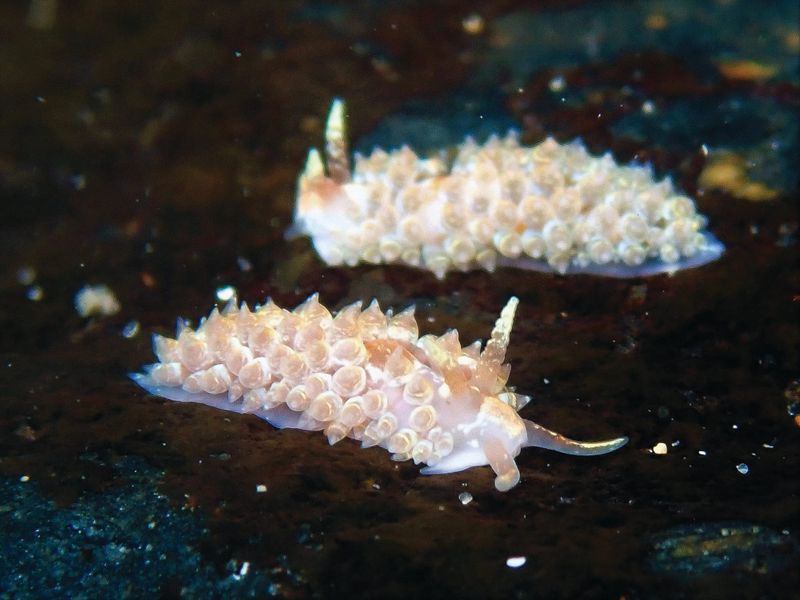 See slugs by the seashore post image