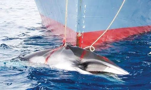 Anti whaling meeting post image