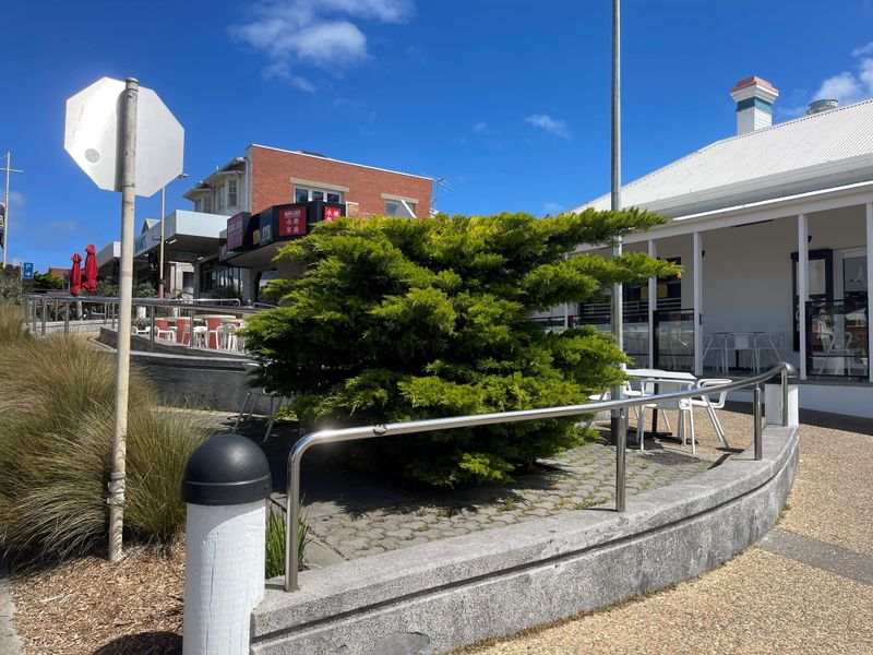 Cypress tree to be removed, replanted post image